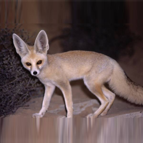Rüppell's Fox