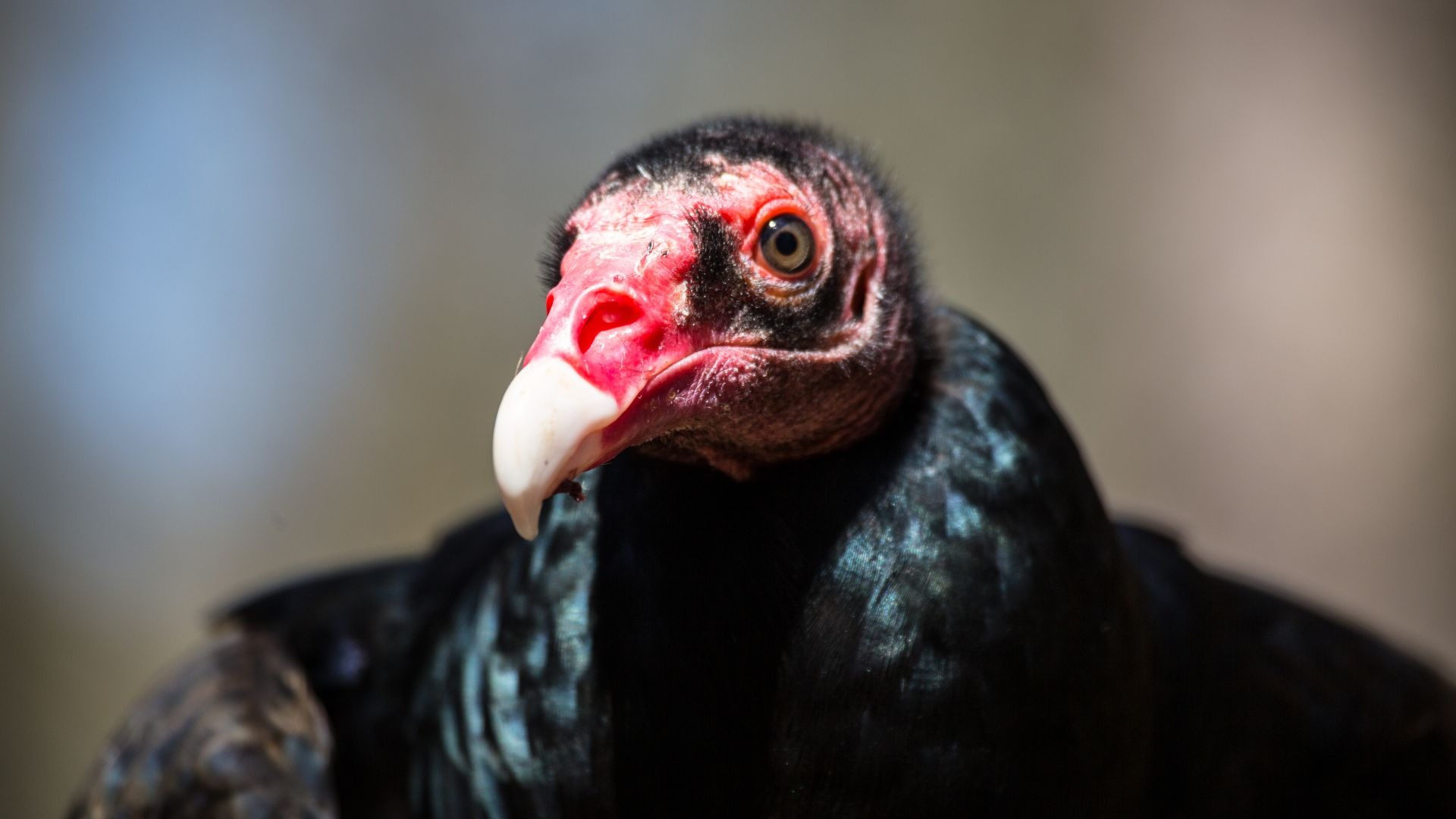 Turkey Vulture