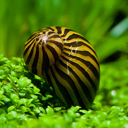 Zebra Nerite Snails
