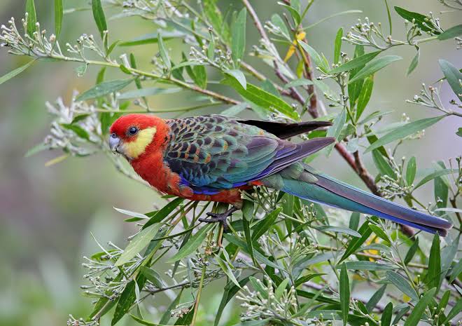 Western Rosella